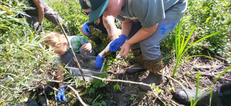 Family’s roadside assistance saves 16 snapping turtles